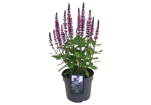 JUNAVERA Salvia nemorosa 'Midnight Rose' | 20 tot 30 cm hoog | 13 cm pot