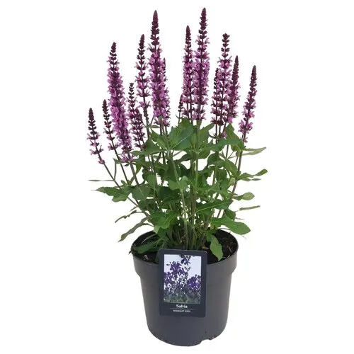 JUNAVERA Salvia nemorosa 'Midnight Rose' | 20 tot 30 cm hoog | 13 cm pot