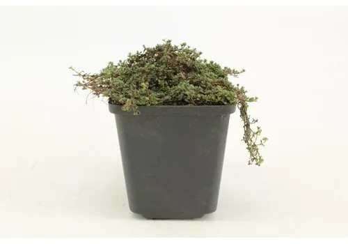 JUNAVERA Thymus praecox | Kruiptijm | 13 cm pot | ca. 5 tot 10 cm hoog