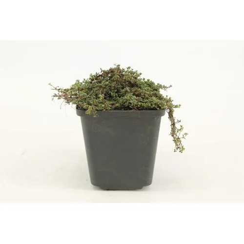 JUNAVERA Thymus praecox | Kruiptijm | 13 cm pot | ca. 5 tot 10 cm hoog