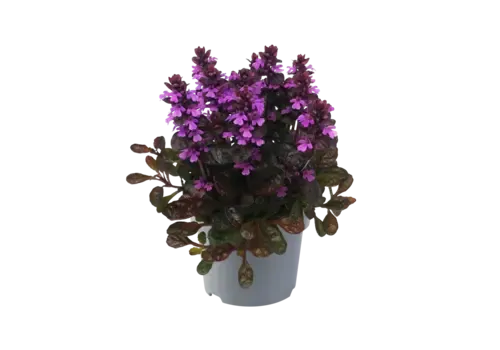 JUNAVERA Ajuga reptans | Kruipend zenegroen | ca. 10 cm hoog | 17 cm pot