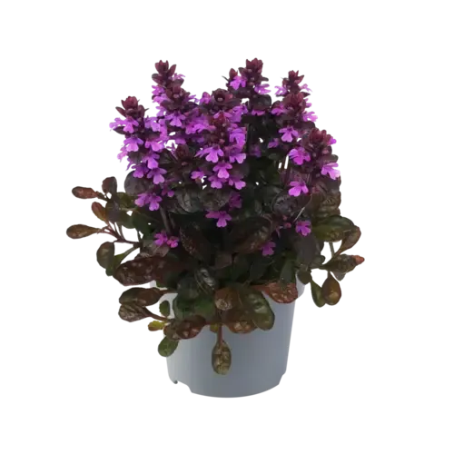 JUNAVERA Ajuga reptans | Kruipend zenegroen | ca. 10 cm hoog | 17 cm pot