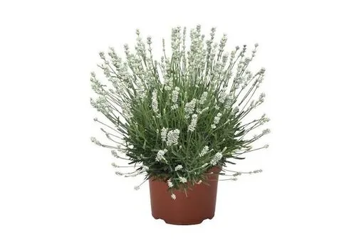 JUNAVERA Lavandula angustifolia 'Vienco Early White' | 25 tot 35 cm | 12 cm pot