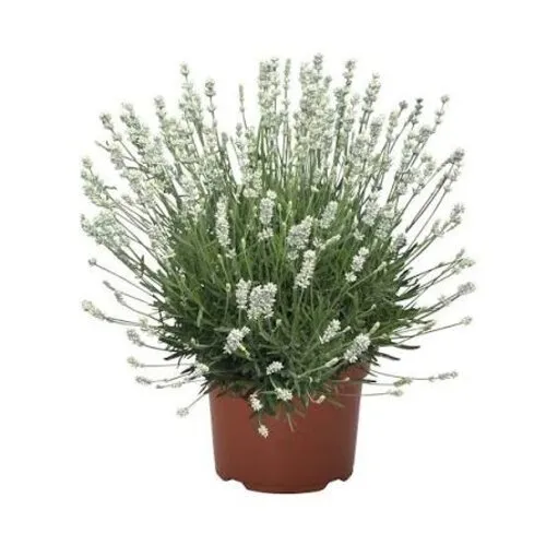 JUNAVERA Lavandula angustifolia 'Vienco Early White' | 25 tot 35 cm | 12 cm pot