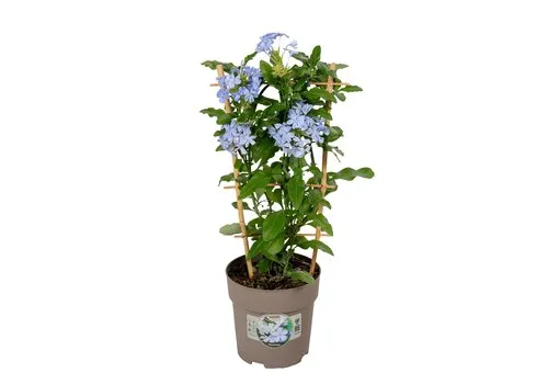 JUNAVERA Plumbago auriculata | 60 cm hoog | 19 cm pot | op klimrek