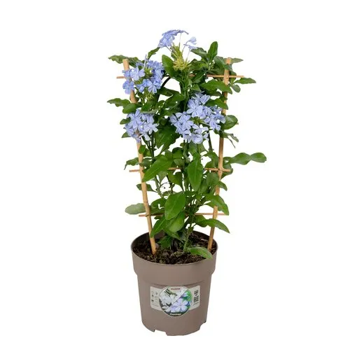 JUNAVERA Plumbago auriculata | 60 cm hoog | 19 cm pot | op klimrek