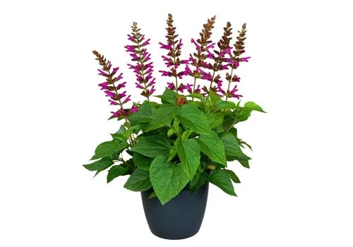 JUNAVERA Salvia Salgoon Lake Flamingo | 60 cm hoog | 17 cm pot
