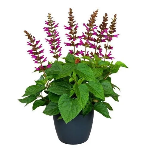 JUNAVERA Salvia Salgoon Lake Flamingo | 60 cm hoog | 17 cm pot