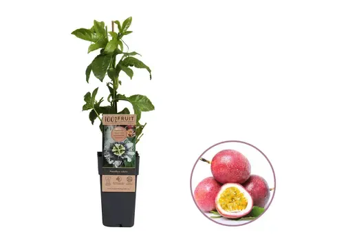 JUNAVERA Passiflora edulis | Eetbare passievruchtplant | ca. 60 cm hoog | 1,8L pot