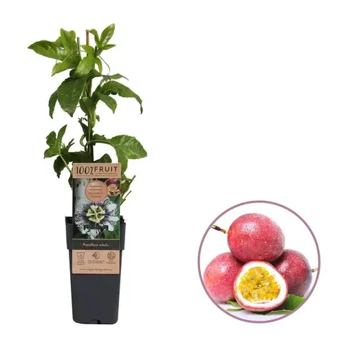 JUNAVERA Passiflora edulis | Eetbare passievruchtplant | ca. 60 cm hoog | 1,8L pot