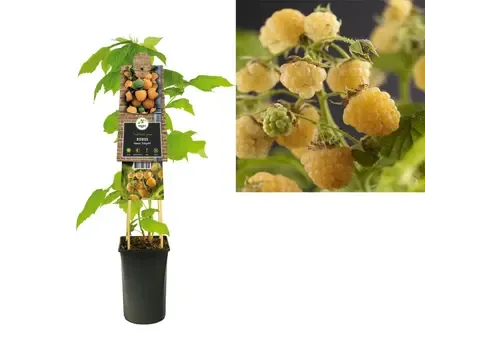 JUNAVERA Rubus idaeus 'Fallgold' | Gele framboos | 1,8L pot