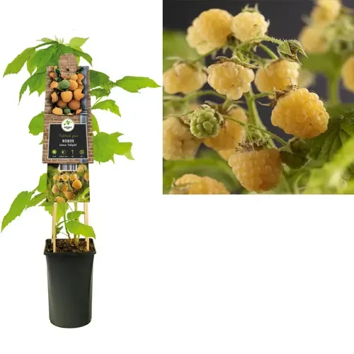JUNAVERA Rubus idaeus 'Fallgold' | Gele framboos | 1,8L pot