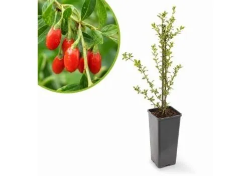 JUNAVERA Gojibes struik | 13 cm pot | ca. 25 tot 35 cm hoog