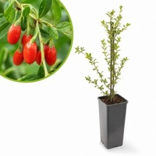 JUNAVERA Gojibes struik | 13 cm pot | ca. 25 tot 35 cm hoog