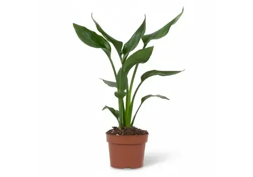 JUNAVERA Strelitzia reginae | 12 cm pot | 40 cm hoog