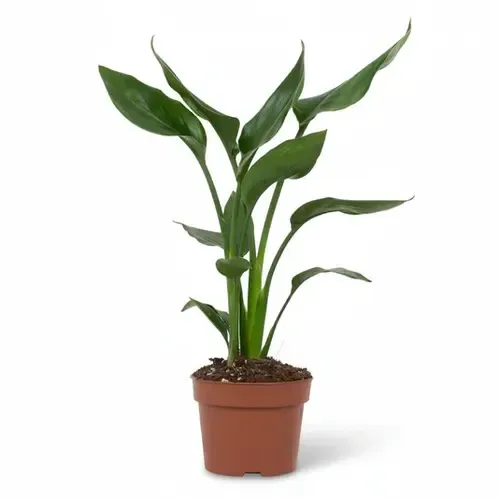 JUNAVERA Strelitzia reginae | 12 cm pot | 40 cm hoog