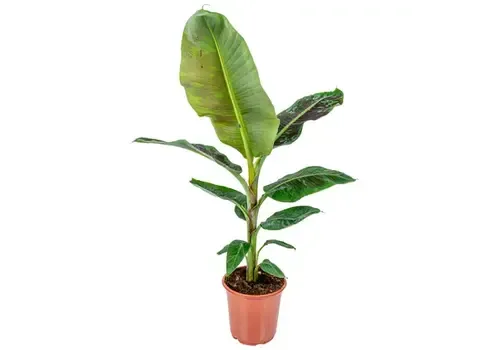 JUNAVERA Musa Dwarf Cavendish | 19 cm pot | 80 cm hoog
