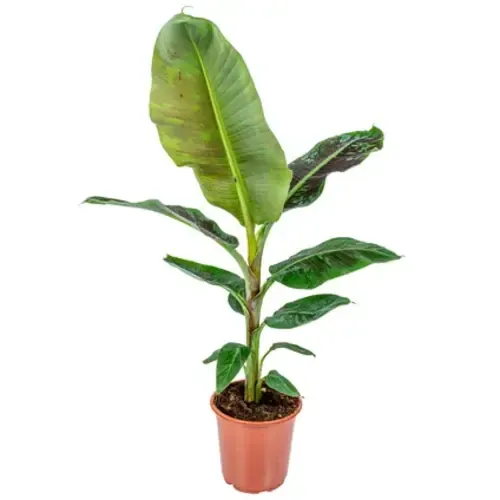 JUNAVERA Musa Dwarf Cavendish | 19 cm pot | 80 cm hoog