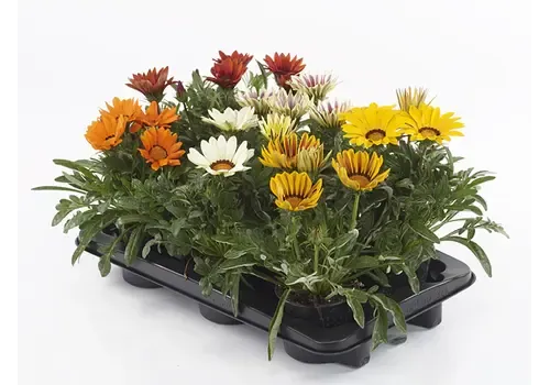 JUNAVERA Gazania rigens Kiss gemengde kleuren | 10 cm pot | Verkoop per stuk