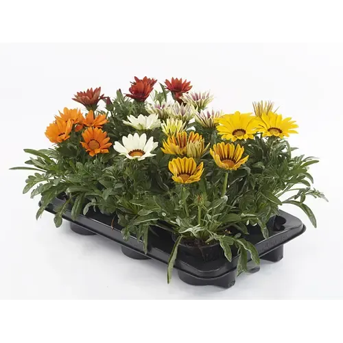 JUNAVERA Gazania rigens Kiss gemengde kleuren | 10 cm pot | Verkoop per stuk