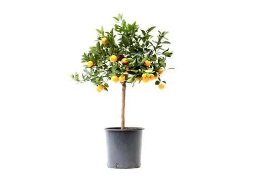 JUNAVERA Citrus sinensis | Sinaasappelboom | 90 cm hoog | 22 cm pot