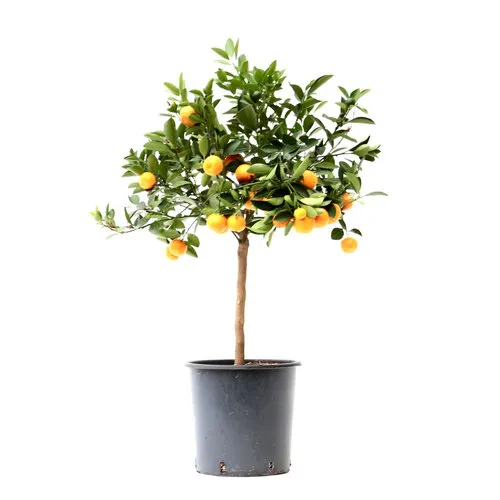 JUNAVERA Citrus sinensis | Sinaasappelboom | 90 cm hoog | 22 cm pot