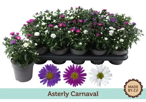 JUNAVERA Aster Starletta gemengde kleuren | 25 tot 30 cm hoog | 12 cm pot | per stuk
