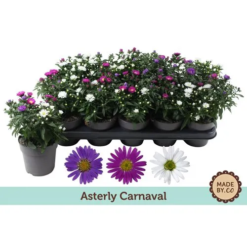JUNAVERA Aster Starletta gemengde kleuren | 25 tot 30 cm hoog | 12 cm pot | per stuk