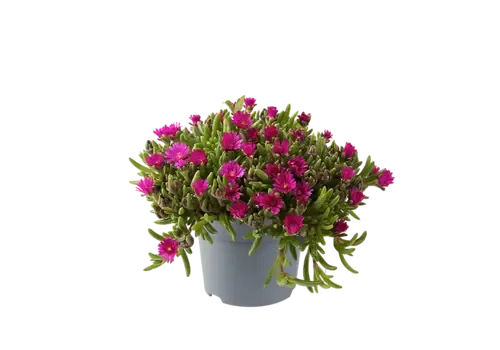 JUNAVERA Delosperma cooperi gemengde kleuren | verkoop per stuk | 14 cm pot | ca. 10 cm hoog