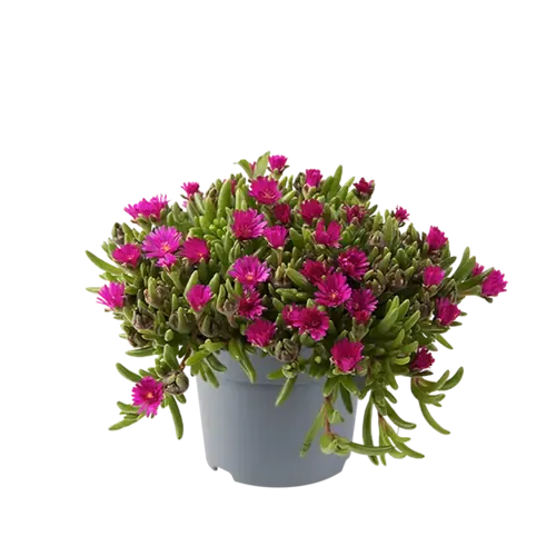 JUNAVERA Delosperma cooperi gemengde kleuren | verkoop per stuk | 14 cm pot | ca. 10 cm hoog