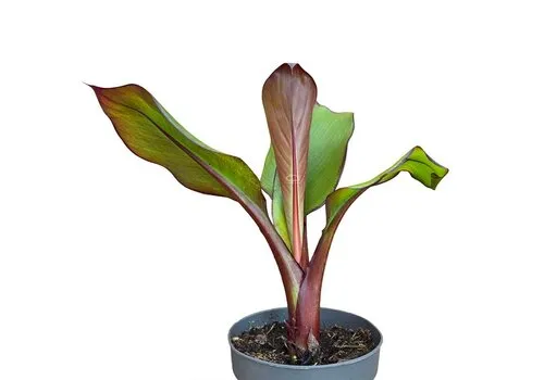 JUNAVERA Ensete ventricosum 'Maurelii' | 55 cm hoog | 14 cm pot