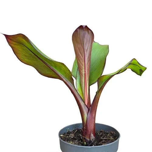 JUNAVERA Ensete ventricosum 'Maurelii' | 55 cm hoog | 14 cm pot