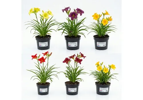 JUNAVERA Hemerocallis gemengde kleuren | Per stuk | 20 tot 35 cm hoog | 17 cm pot