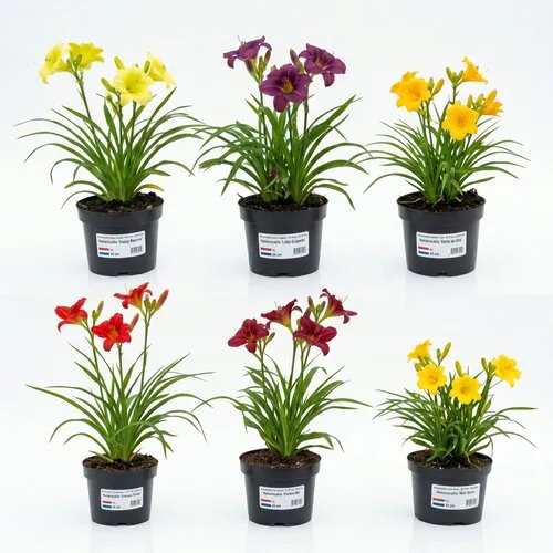 JUNAVERA Hemerocallis gemengde kleuren | Per stuk | 20 tot 35 cm hoog | 17 cm pot