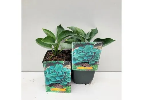 JUNAVERA Hosta 'Big Daddy' | 10 tot 20 cm hoog | 11 cm pot