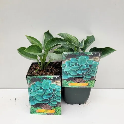 JUNAVERA Hosta 'Big Daddy' | 10 tot 20 cm hoog | 11 cm pot