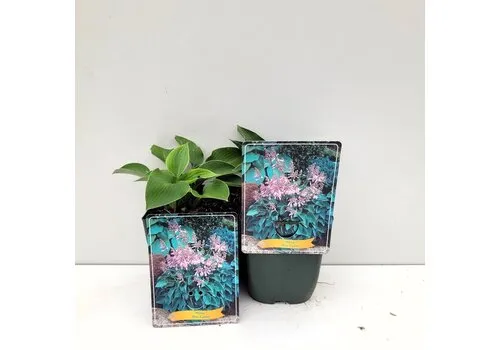 JUNAVERA Hosta 'Blue Cadet' | 10 tot 20 cm hoog | 11 cm pot