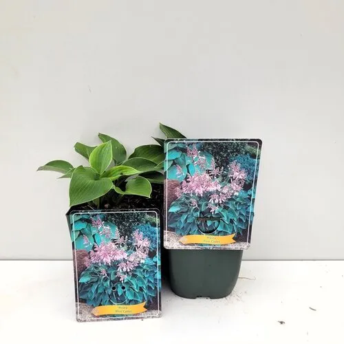 JUNAVERA Hosta 'Blue Cadet' | 10 tot 20 cm hoog | 11 cm pot