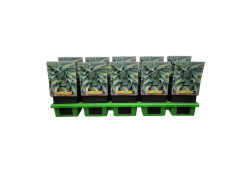 JUNAVERA Hosta Catherine | 11 cm pot | ca. 10 tot 20 cm hoog