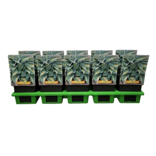 JUNAVERA Hosta Catherine | 11 cm pot | ca. 10 tot 20 cm hoog
