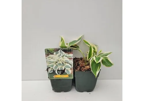 JUNAVERA Hosta 'Firn Line' | 11 cm pot