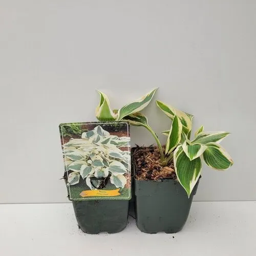 JUNAVERA Hosta 'Firn Line' | 11 cm pot