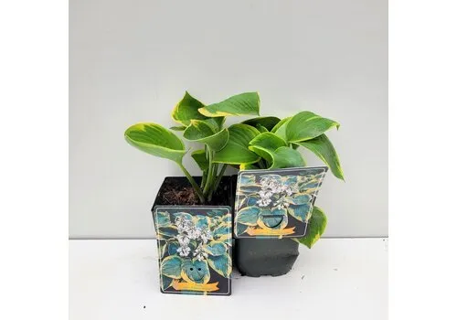 JUNAVERA Hosta 'Frances Williams' | 11 cm pot