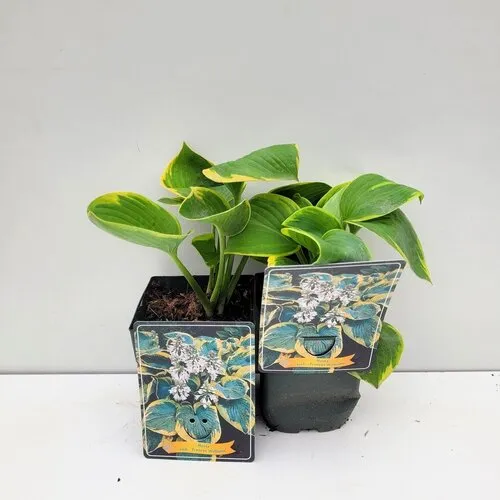 JUNAVERA Hosta 'Frances Williams' | 11 cm pot