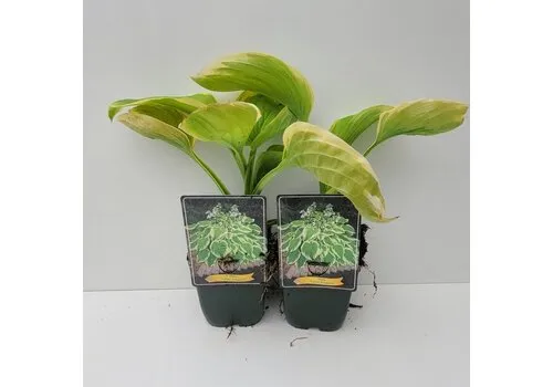 JUNAVERA Hosta 'Frozen Margarita' | 11 cm pot | ca. 10 tot 20 cm hoog