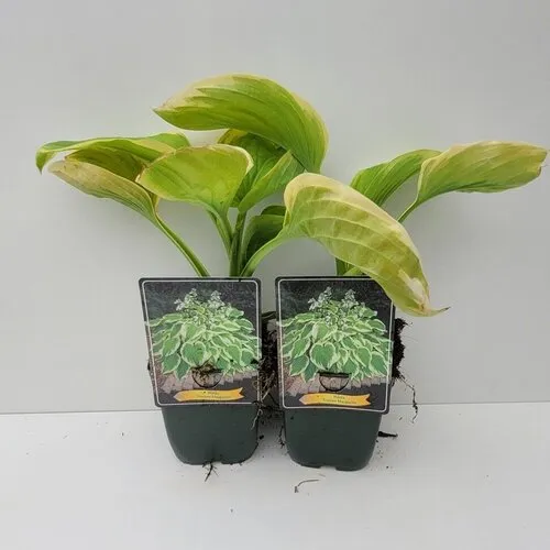 JUNAVERA Hosta 'Frozen Margarita' | 11 cm pot | ca. 10 tot 20 cm hoog