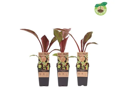 JUNAVERA Musa Ensete Maurelli | rode bananenplant | 50 cm hoog | 15 cm pot
