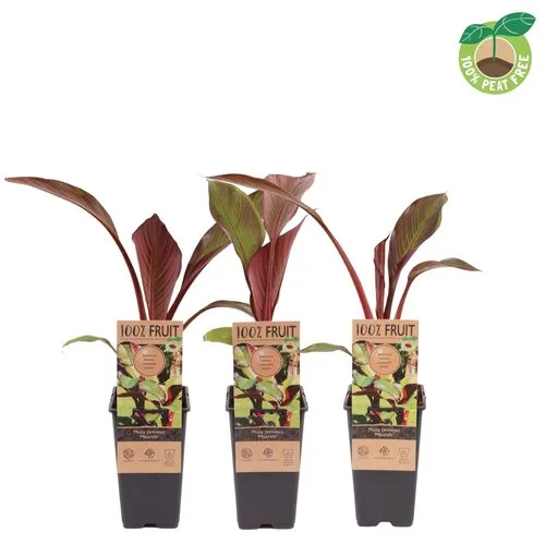 JUNAVERA Musa Ensete Maurelli | rode bananenplant | 50 cm hoog | 15 cm pot