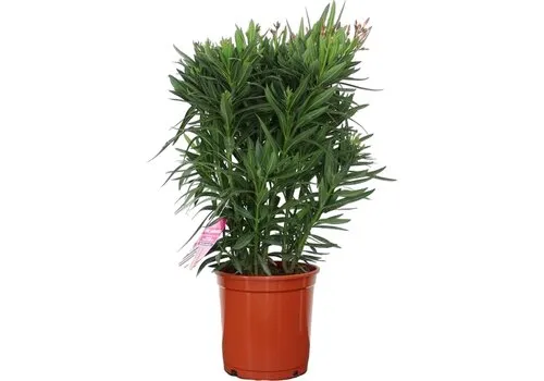 JUNAVERA Nerium oleander diverse kleuren | 80 cm hoog | 27 cm pot | per stuk