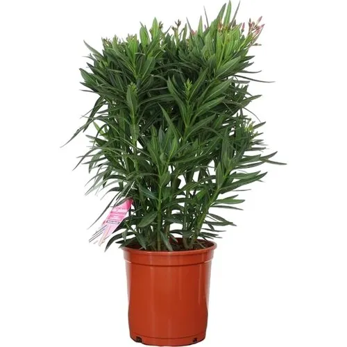 JUNAVERA Nerium oleander diverse kleuren | 80 cm hoog | 27 cm pot | per stuk